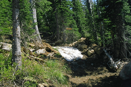 [Lots of tall evergreens on either side of the trail. There is a huge deep chunk of snow approximately six feet long on the trail.]